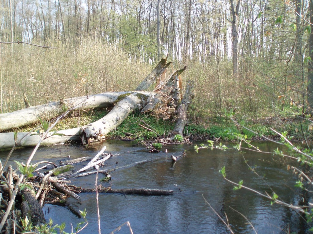 Rzeka Krąpiel