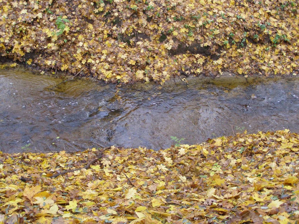 Rzeka Wisniówka
