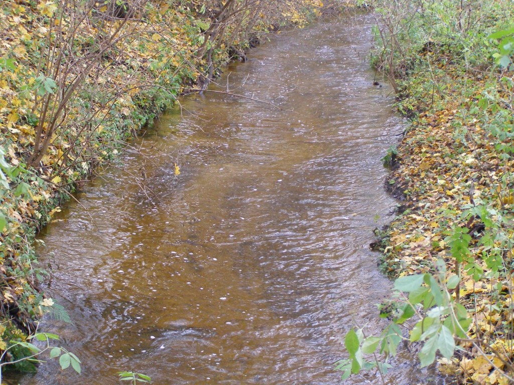 Rzeka Wisniówka