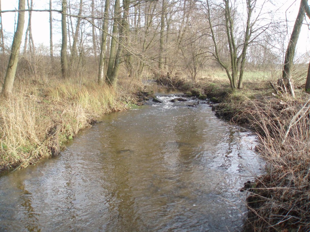 Rzeka Reczyca