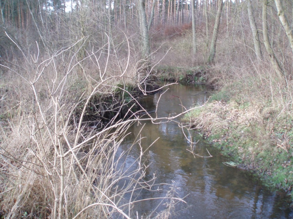 Rzeka Reczyca